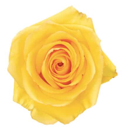 Rose Dejavu 50cm much