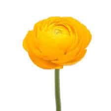 Ranunculus Yellow trilogy