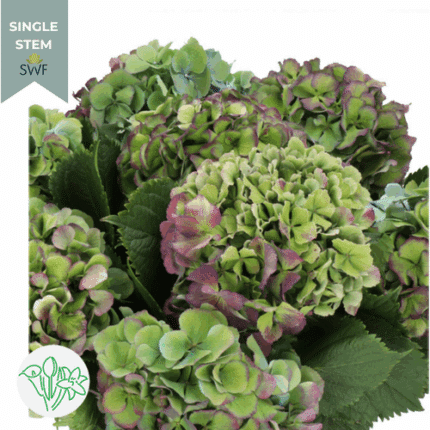Hydrangea Antique Purple holl(