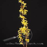 FORSYTHIA holl 70cm
