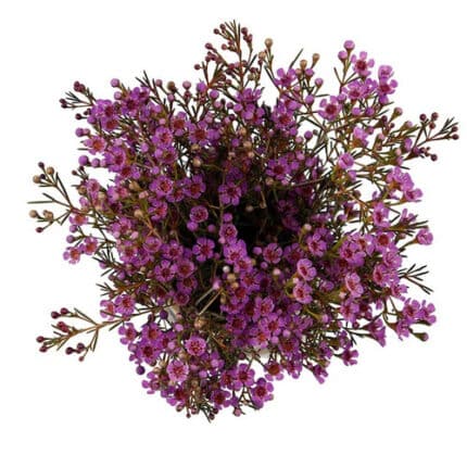 Waxflower Purple galleria