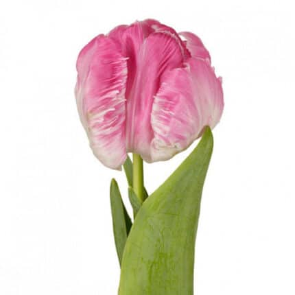 Tulip DkPink Parrot holl