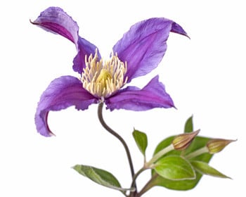 Clematis Blue Piroquette 70cm holl