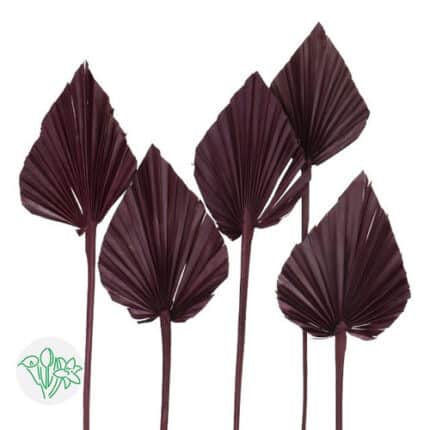 Palm Spears Brown Dried holl