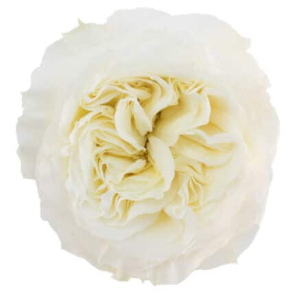 Rose Mayra White fresca
