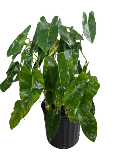 8" Philo Emeral Island/Trellis
