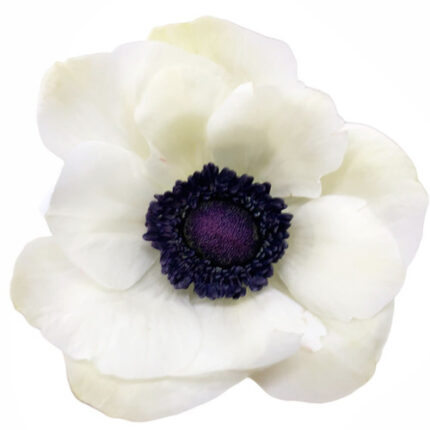 Anemone Marianne Panda holl 35cm
