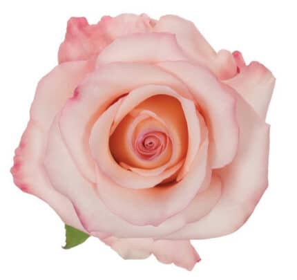 Rose Rhoslyn 50cm sunrite
