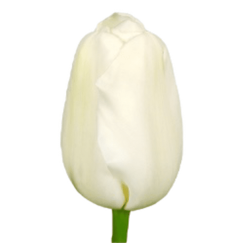 5275ec62-6c07-4e66-a90d-aa8b539a60f7.png Tulip Snowboard holl - Image 1