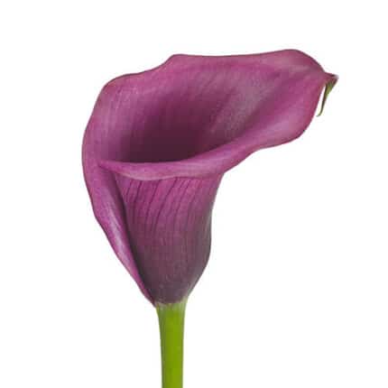 Calla Durban fresca