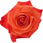 Rose OrgCrush 50cm rprima - Image 2