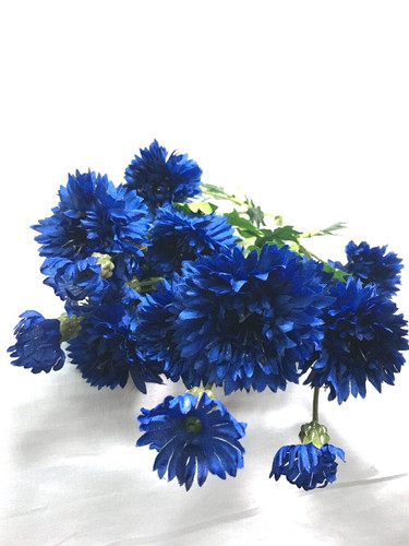 Cornflower canada
