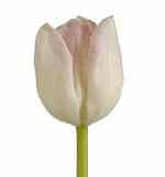 Tulip FirstClass holl