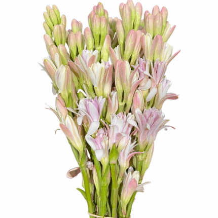 Tuberose Pink Sapphir holl