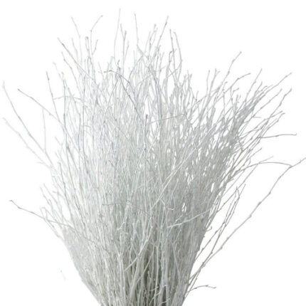 Betula Pendula White holl