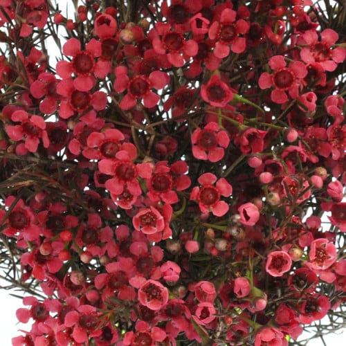 52a3db83-608a-42d0-84da-584388dd4e6a.jpg Waxflower Burgundy mia - Image 1
