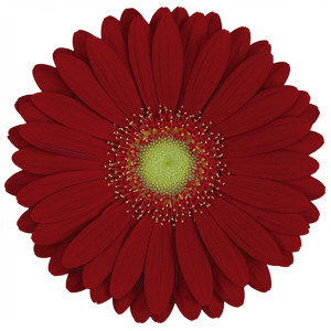 Germini burgundy canada(alya)
