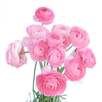 Ranunculus Pastel Pink aviv