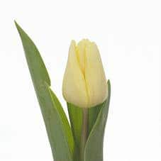 Tulip Fun For Two holl