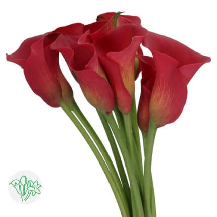 Calla Red holl -
