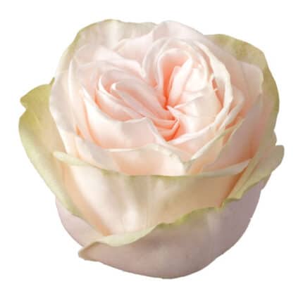 ROSE Garden Spirit 50cm Toscan