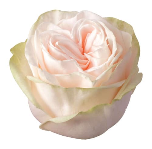 52ccc2a4-e58f-42b2-8c83-a53de49d80d1.jpg ROSE Garden Spirit 50cm Toscan - Image 1