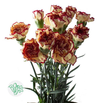 Carnation Sel Yellow & Burgundy holex