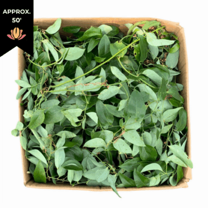 Smilax small bulk