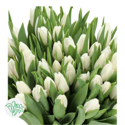 52d93a3e-d0c8-4d12-a951-6e4d87c86a5f.jpg Tulip Polar Bear holl - Image 1