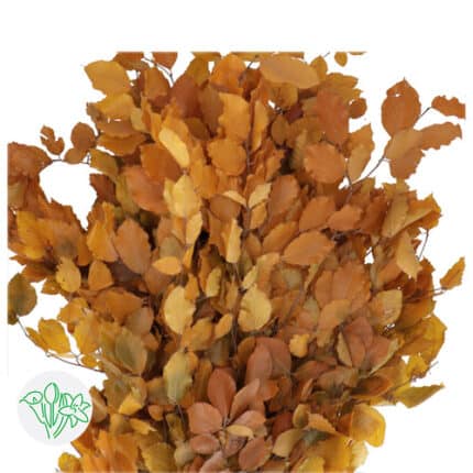 Dried Fagus Yellow holl