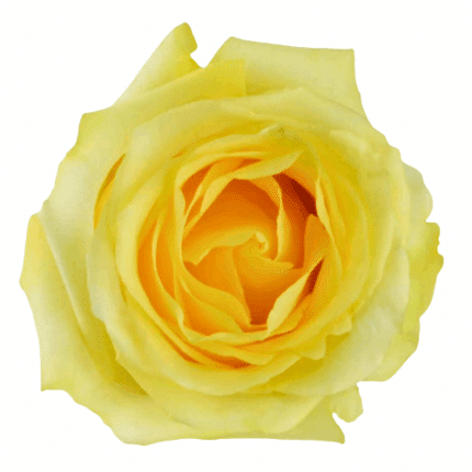 Rose Tara 50cm naranjo