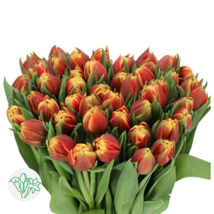 Tulip Dbl Red Yellow tip holl