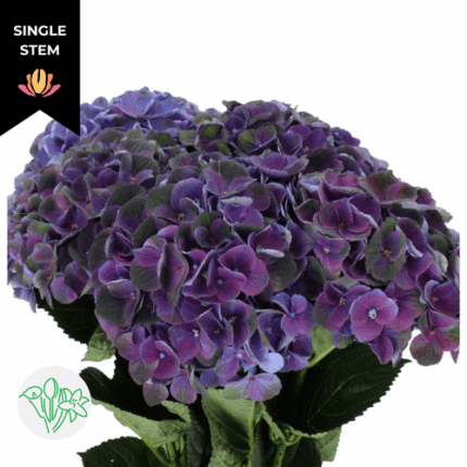 Hydrangea Mag Charl Bl holl(ST