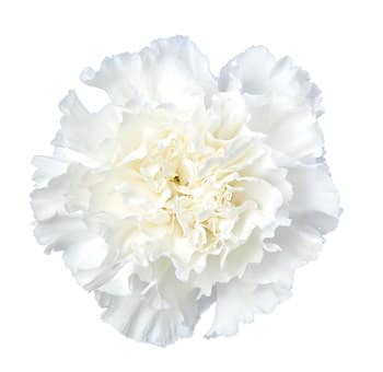 Carn. Fancy White bmark