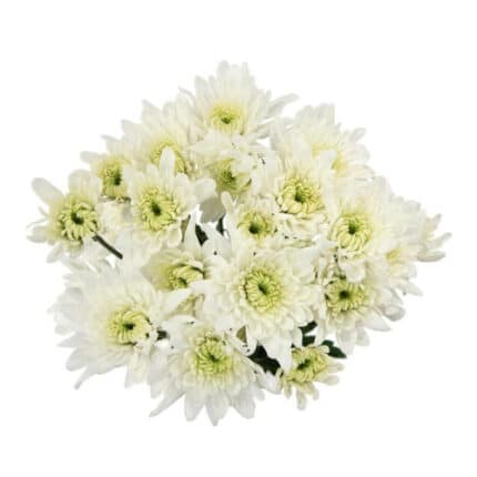 Pom Cushion Bonita gdns