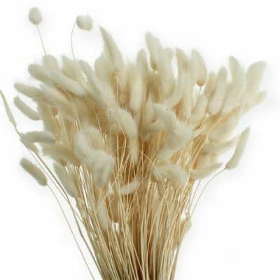 Dried Bunnytail Bleached holl