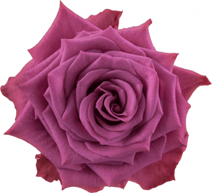 Rose Blueberry 50cm rfi