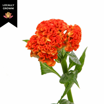 Coxcomb Persimmon cramer