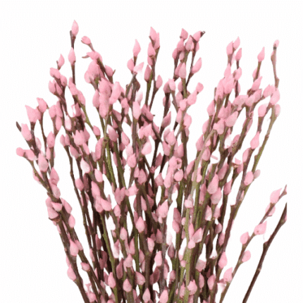 Pwillow Dyed Pastel Pink holl
