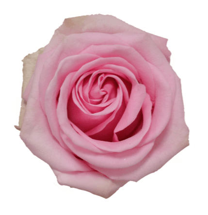 Rose Sweet Cake 60cm rfi