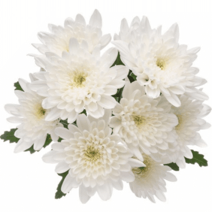 Pom Cushion Maisy(Platinum)SOL