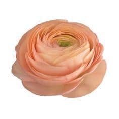 Ranunculus Salmon allure