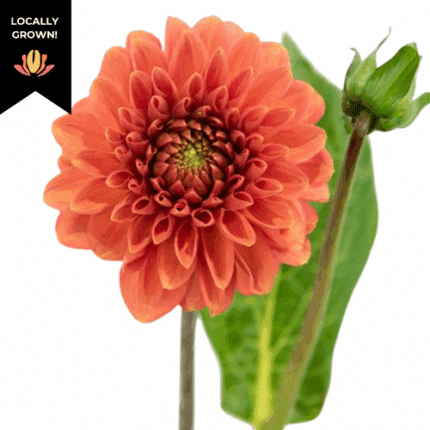 Dahlia Orange cramer(10st)