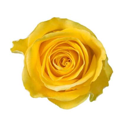 Rose Brighton 40cm rfi