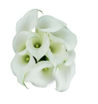 Calla Crystal Blush allure