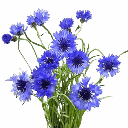 Cornflower Blue tutuli