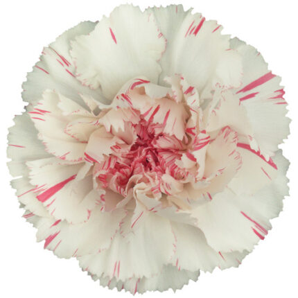Carnation Sel Yucari Cherry so