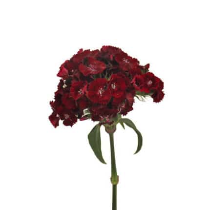 Dianthus Burgundy rfi