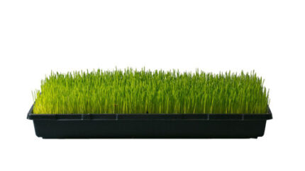 GrassFlat vd
