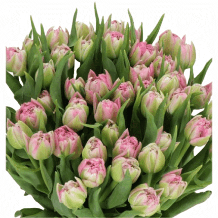Tulip Dbl Pink holl - T PINK DBL